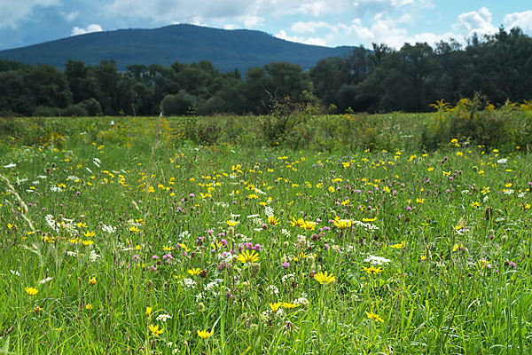 Wiesen-Bocksbart (Tragopogon pratensis)