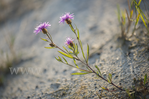 Wiesen-Flockenblume (Centaurea jacea)