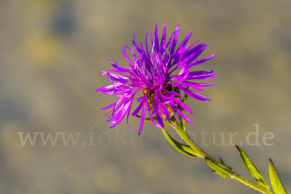 Wiesen-Flockenblume (Centaurea jacea)