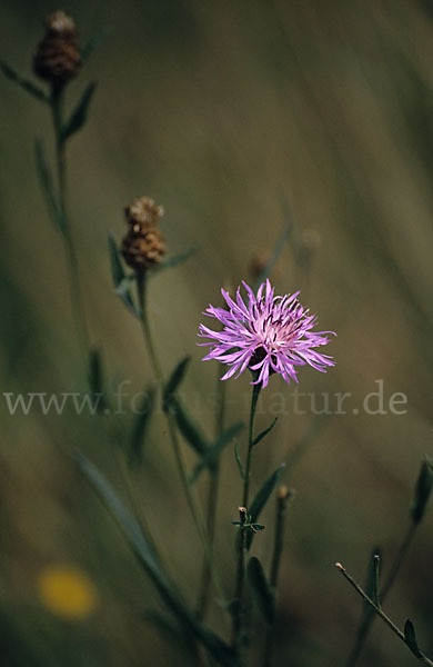 Wiesen-Flockenblume (Centaurea jacea)