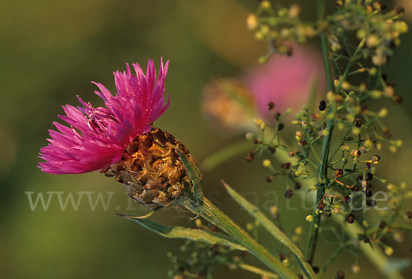 Wiesen-Flockenblume (Centaurea jacea)