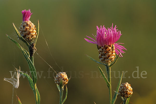 Wiesen-Flockenblume (Centaurea jacea)