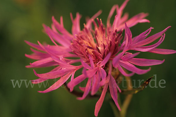 Wiesen-Flockenblume (Centaurea jacea)