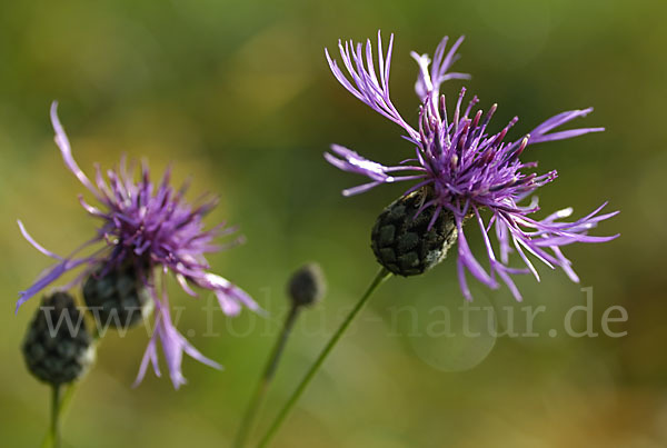 Wiesen-Flockenblume (Centaurea jacea)