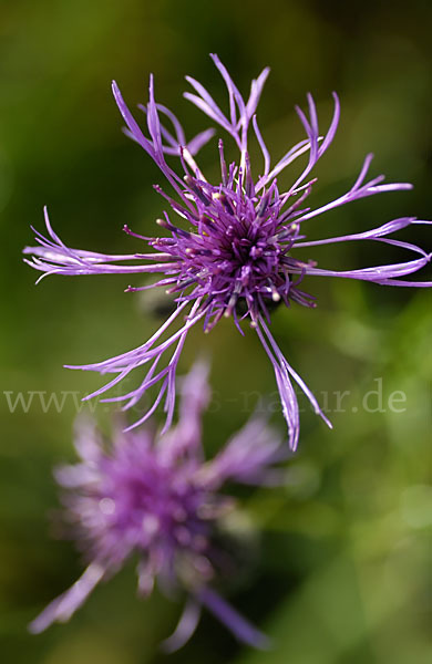 Wiesen-Flockenblume (Centaurea jacea)