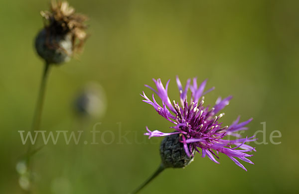 Wiesen-Flockenblume (Centaurea jacea)