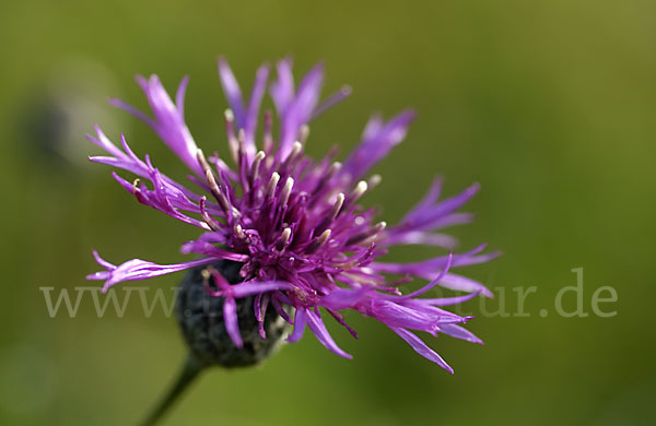 Wiesen-Flockenblume (Centaurea jacea)