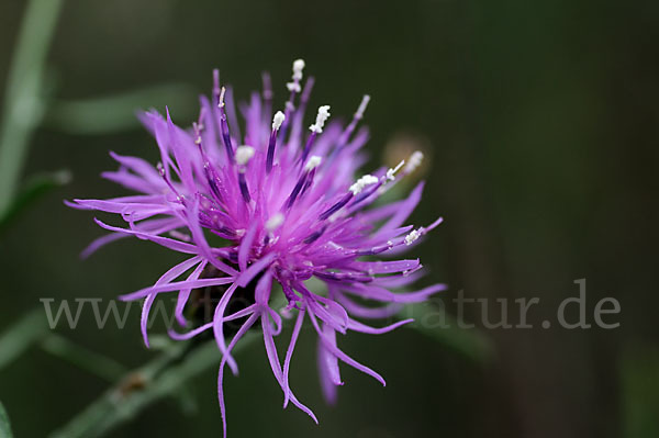 Wiesen-Flockenblume (Centaurea jacea)