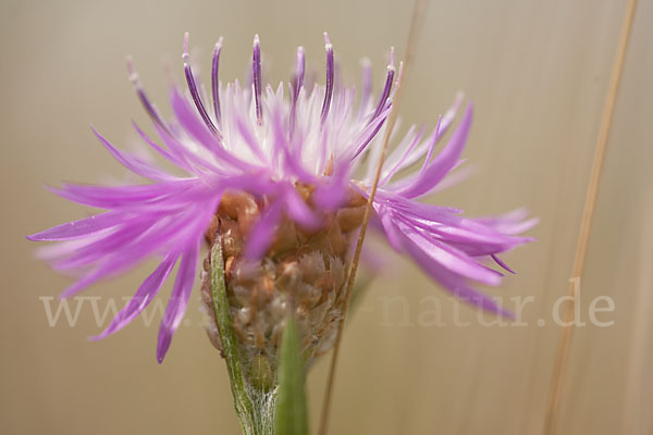 Wiesen-Flockenblume (Centaurea jacea)