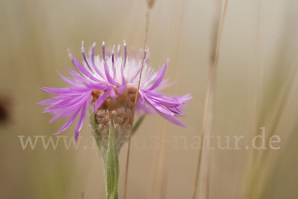 Wiesen-Flockenblume (Centaurea jacea)