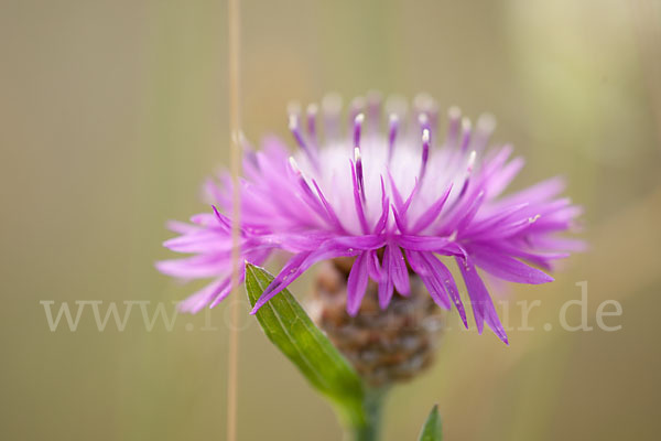 Wiesen-Flockenblume (Centaurea jacea)