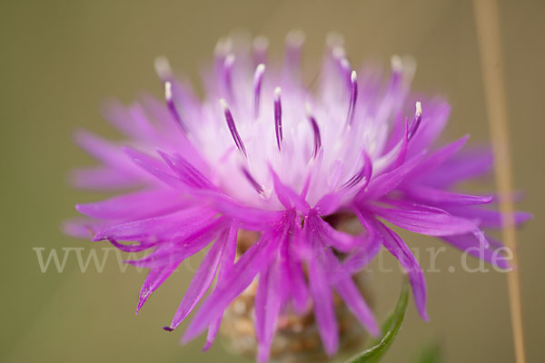 Wiesen-Flockenblume (Centaurea jacea)