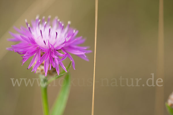 Wiesen-Flockenblume (Centaurea jacea)