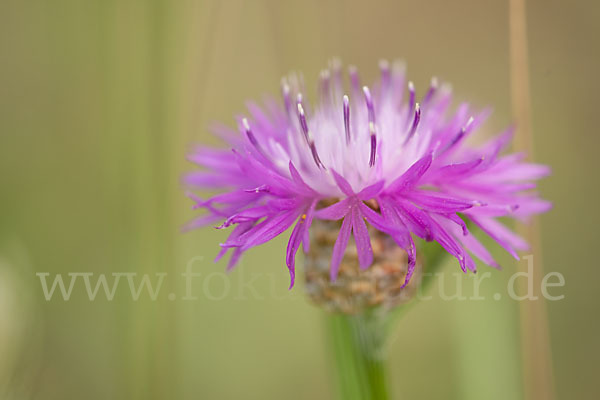 Wiesen-Flockenblume (Centaurea jacea)