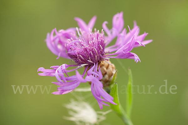 Wiesen-Flockenblume (Centaurea jacea)