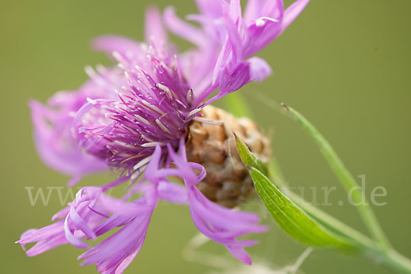 Wiesen-Flockenblume (Centaurea jacea)