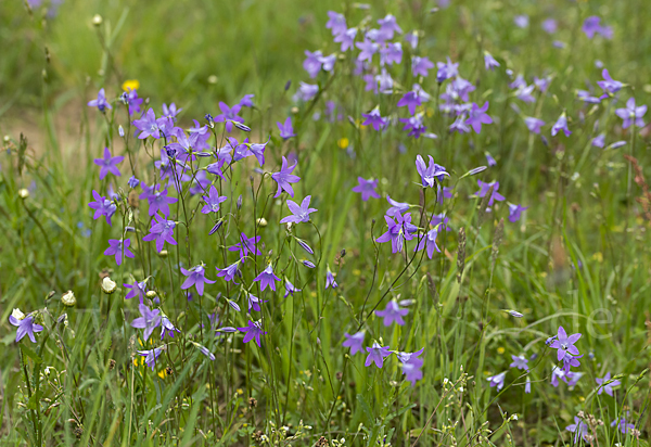 Wiesen-Glockenblume (Campanula patula)