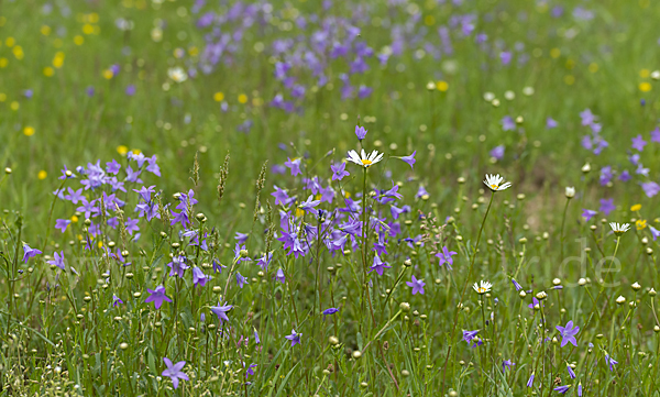 Wiesen-Glockenblume (Campanula patula)