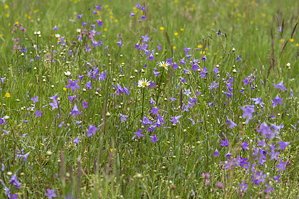 Wiesen-Glockenblume (Campanula patula)