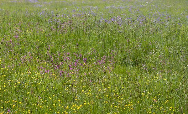 Wiesen-Glockenblume (Campanula patula)