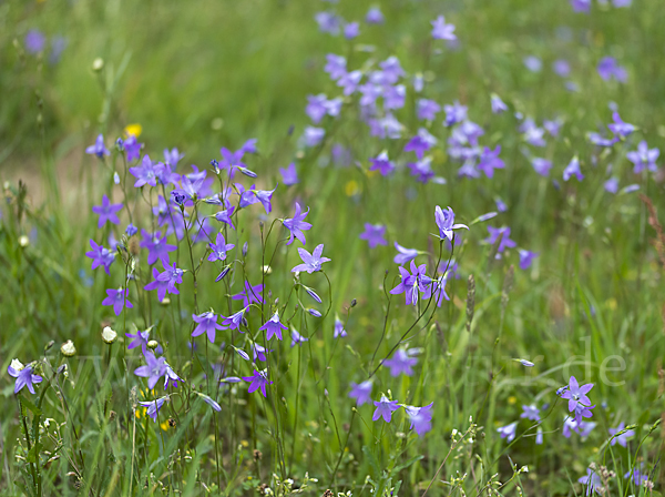 Wiesen-Glockenblume (Campanula patula)