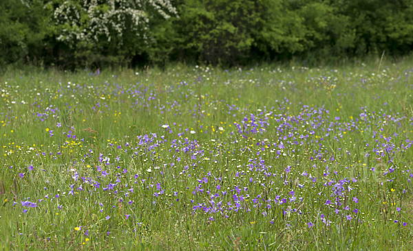 Wiesen-Glockenblume (Campanula patula)