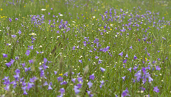 Wiesen-Glockenblume (Campanula patula)