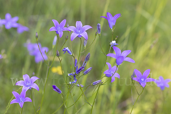 Wiesen-Glockenblume (Campanula patula)