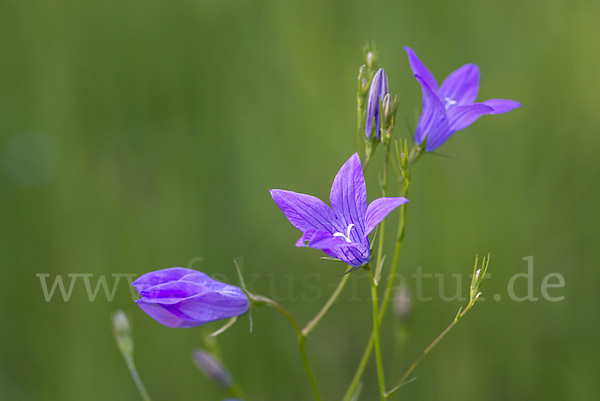 Wiesen-Glockenblume (Campanula patula)