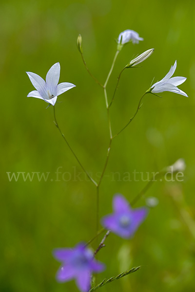 Wiesen-Glockenblume (Campanula patula)