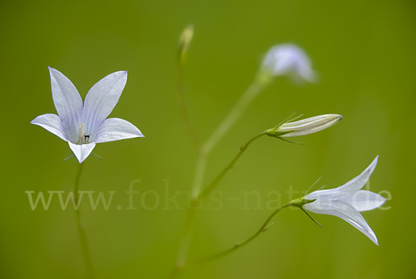 Wiesen-Glockenblume (Campanula patula)