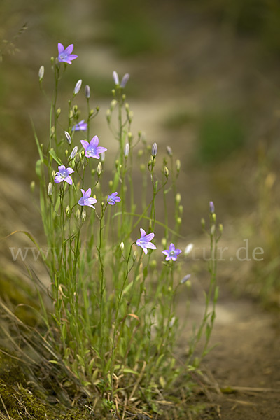 Wiesen-Glockenblume (Campanula patula)