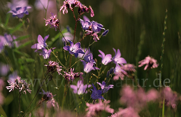 Wiesen-Glockenblume (Campanula patula)