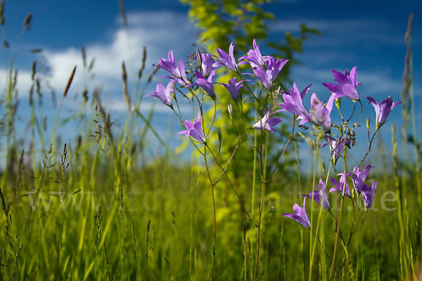 Wiesen-Glockenblume (Campanula patula)