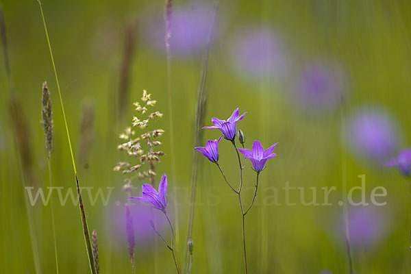 Wiesen-Glockenblume (Campanula patula)