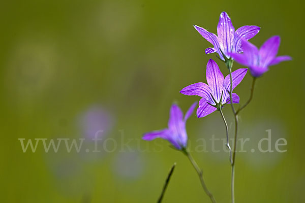 Wiesen-Glockenblume (Campanula patula)