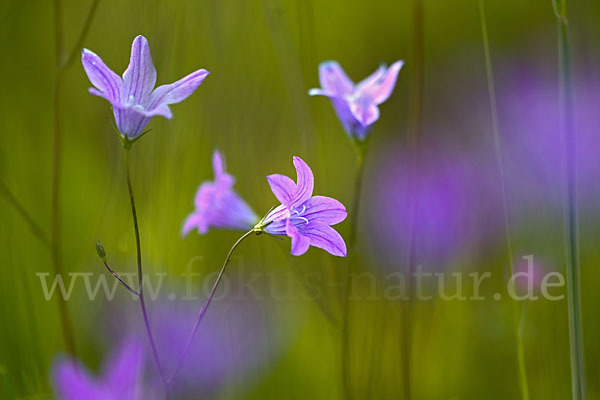 Wiesen-Glockenblume (Campanula patula)