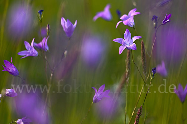 Wiesen-Glockenblume (Campanula patula)