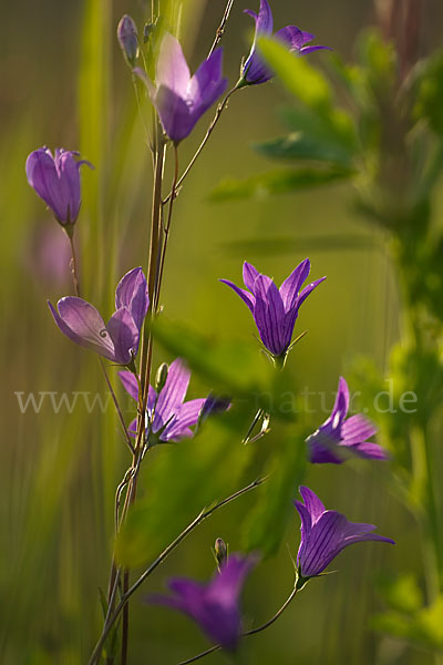 Wiesen-Glockenblume (Campanula patula)