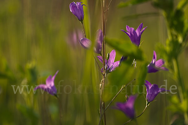 Wiesen-Glockenblume (Campanula patula)