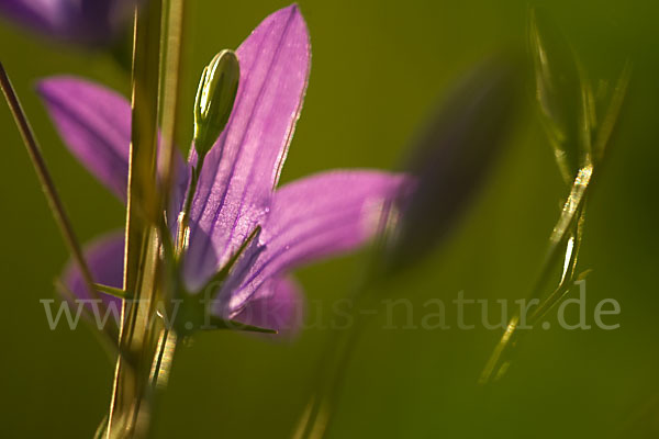 Wiesen-Glockenblume (Campanula patula)