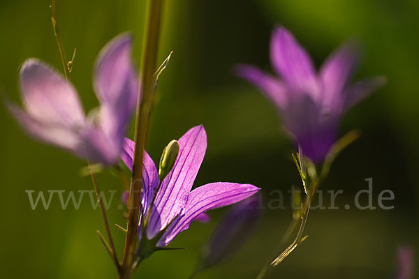 Wiesen-Glockenblume (Campanula patula)