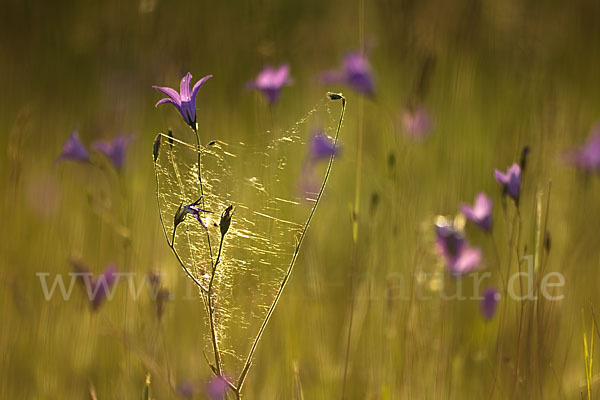 Wiesen-Glockenblume (Campanula patula)