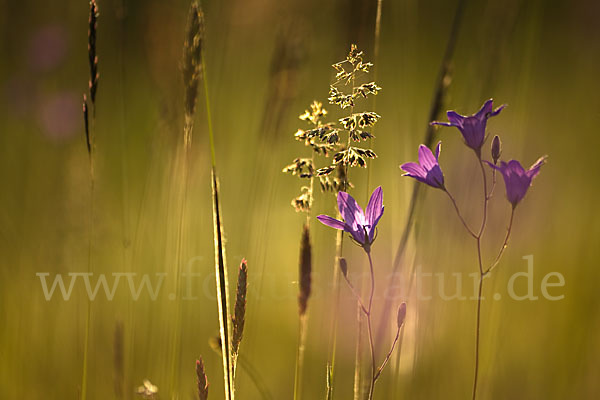 Wiesen-Glockenblume (Campanula patula)