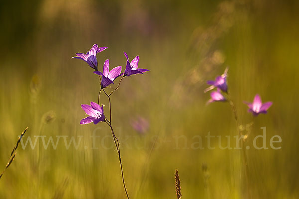 Wiesen-Glockenblume (Campanula patula)