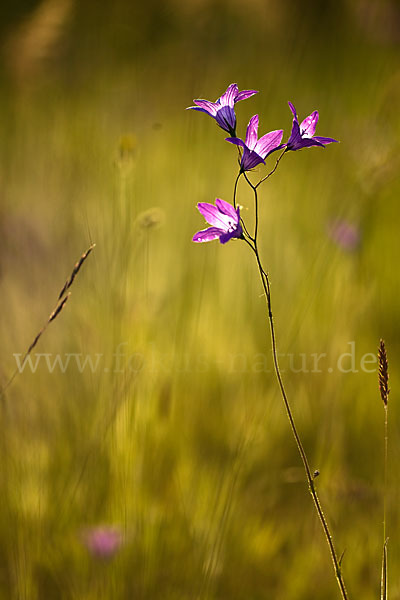 Wiesen-Glockenblume (Campanula patula)