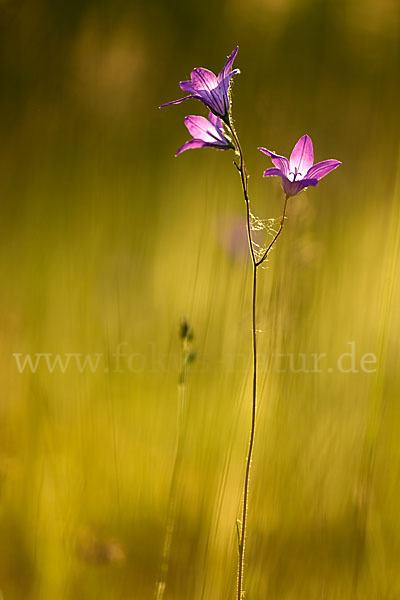 Wiesen-Glockenblume (Campanula patula)