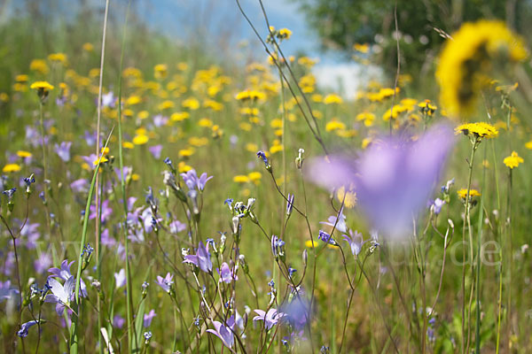 Wiesen-Glockenblume (Campanula patula)