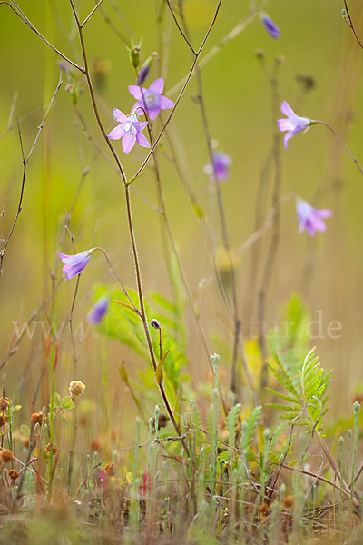 Wiesen-Glockenblume (Campanula patula)