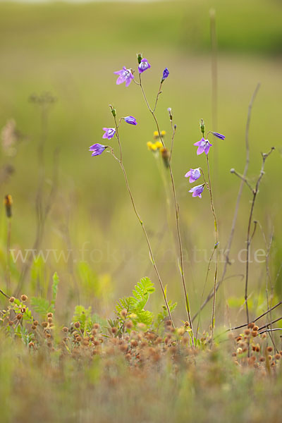 Wiesen-Glockenblume (Campanula patula)